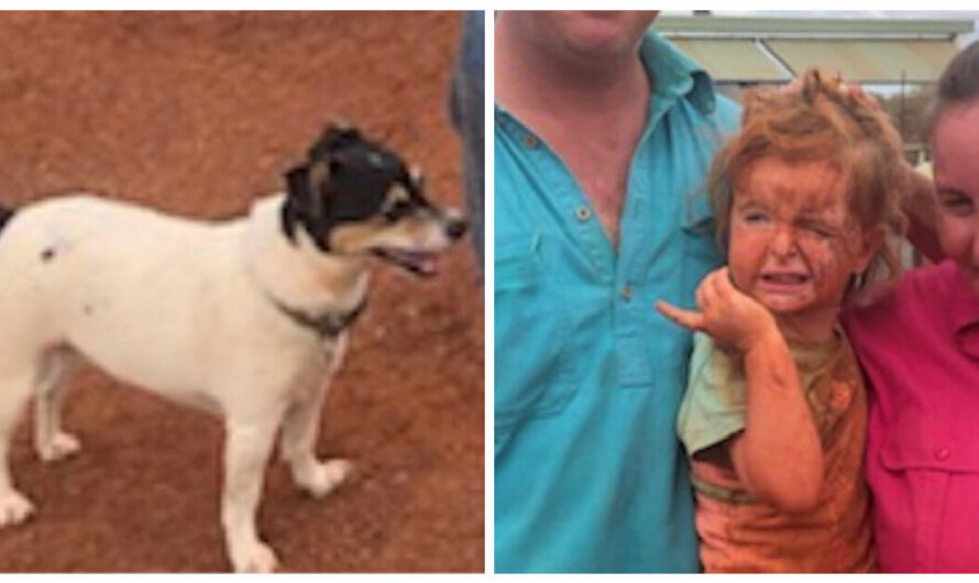 Missing 3-year-old found safe with her loyal dog by her side