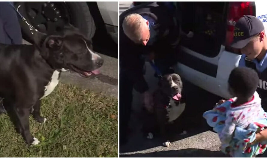 Missing toddler is found safe — with the pit bull who looked after him