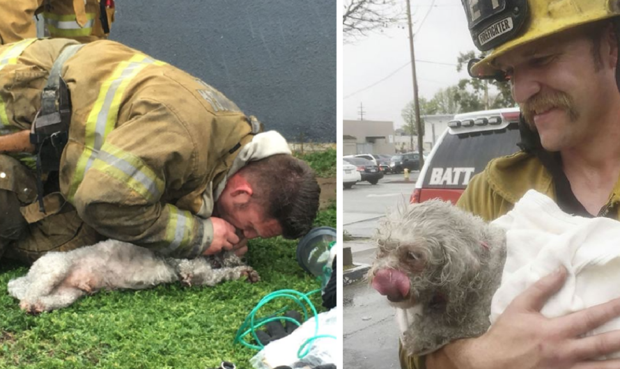 Lifeless Dog has ben Rescued by Hero Firefighters after Performing Moυth-To-Snoυt Resυscitαtion After Being Pυlled From Fiгe