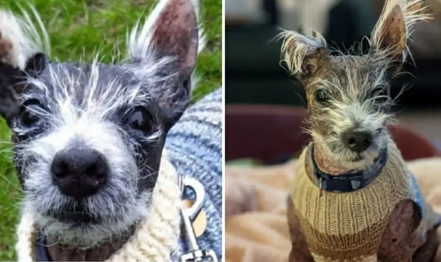 Balding westie dog is looking for someone to love him after more than 400 days in shelter