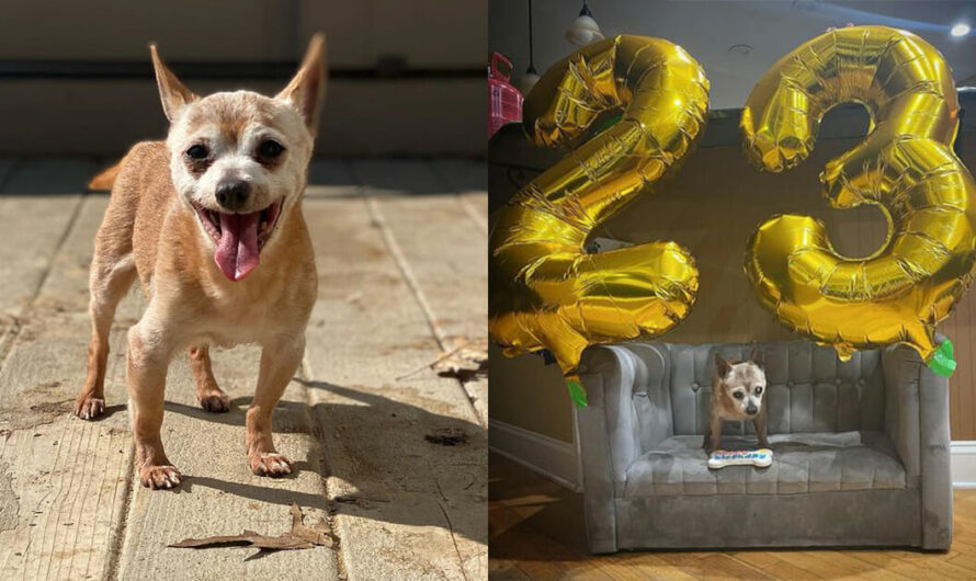 Oldest dog in rescue gets special party for his 23rd birthday — happy birthday, Bully