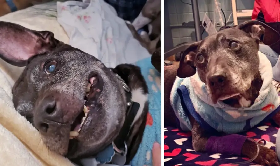 R.I.P. Frodo, The Last Surviving Dog Rescued From Michael Vick’s Dogfighting Ring