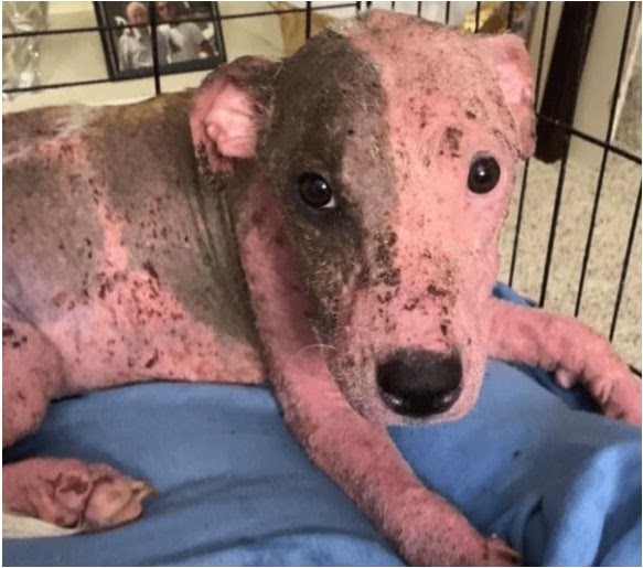 Puppy Buried Alive on a Beach is Now Thriving with Foster Fail Family