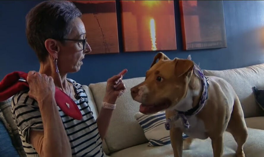 Terminally ill woman’s dying wish is to find a home for her beloved dog before she passes