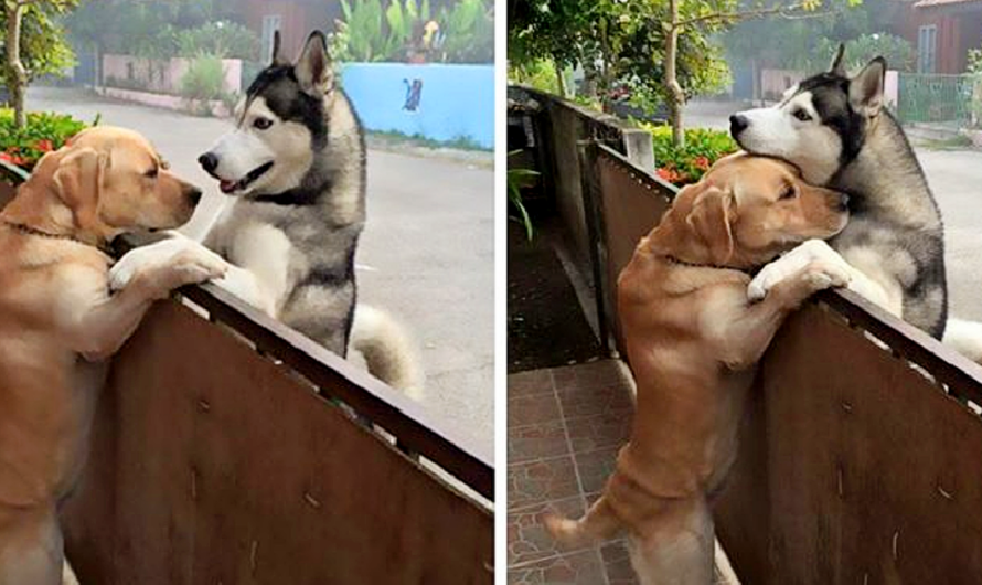 A lonely husky rushes out of the open gate to see his best companion