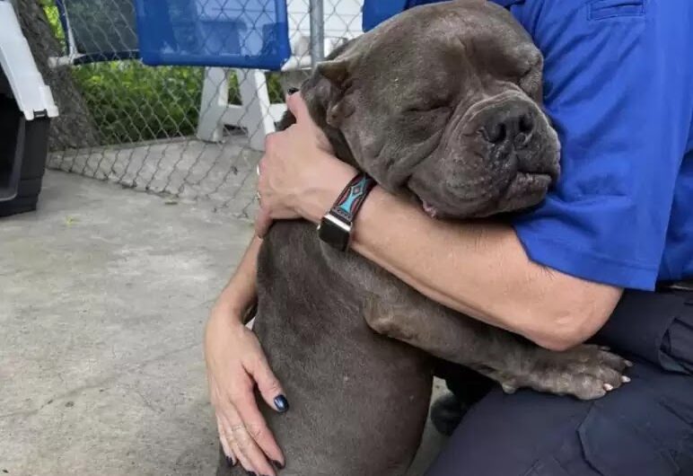 Expressing gratitude, a shelter dog shows his appreciation to his rescuers by giving them heartwarming hugs.