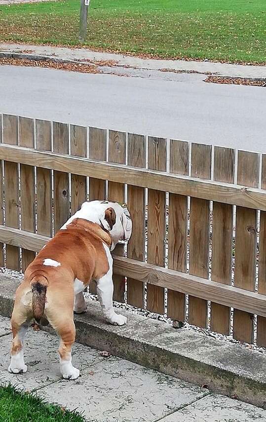 Bogart the bulldog sticks his face through a hole in the fence