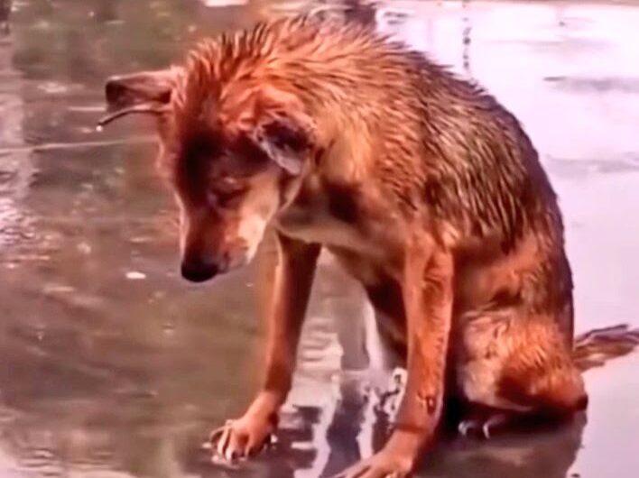 The sight of a drenched dog sitting in the rain, pleading for his owner to return and pick him up, stirred up deep emotions in many individuals.