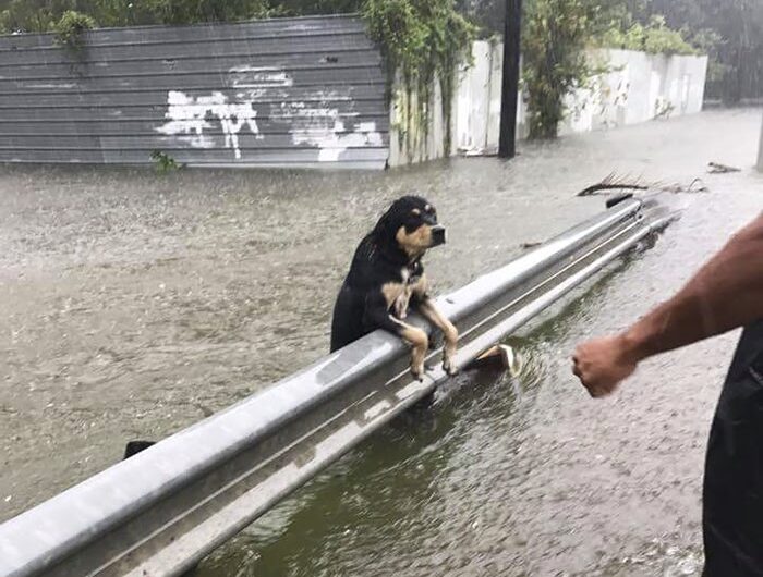 Left to Brave the Storm: A Heartrending Story of a Deserted Dog