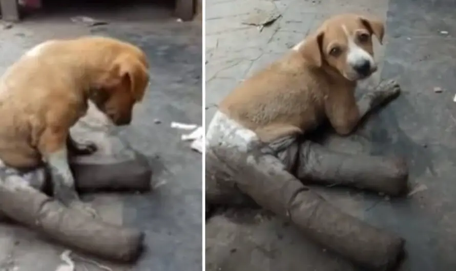 A distressed and abandoned dog, with its legs broken and tightly bandaged, was discovered on the street, unable to move and crying out in despair due to extreme hunger and thirst.