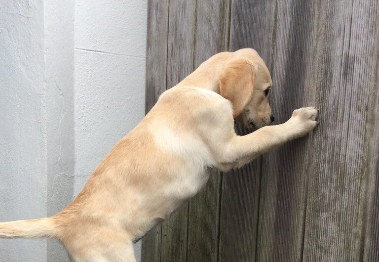 Upon its unexpected return home after over 6 months of being missing, the lost dog found an empty house devoid of a warm welcome, with no one present to reunite with.