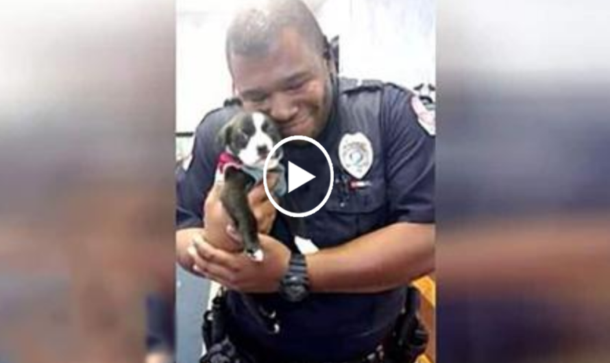 Cop Responds To Call At Animal Shelter, And Then He Can’t Put Down Tiny Rescue Pup