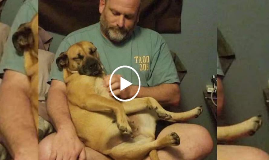 Man Leaves Car Door Open At Gas Station, Stray Dog Jumps In And Goes Home With Him