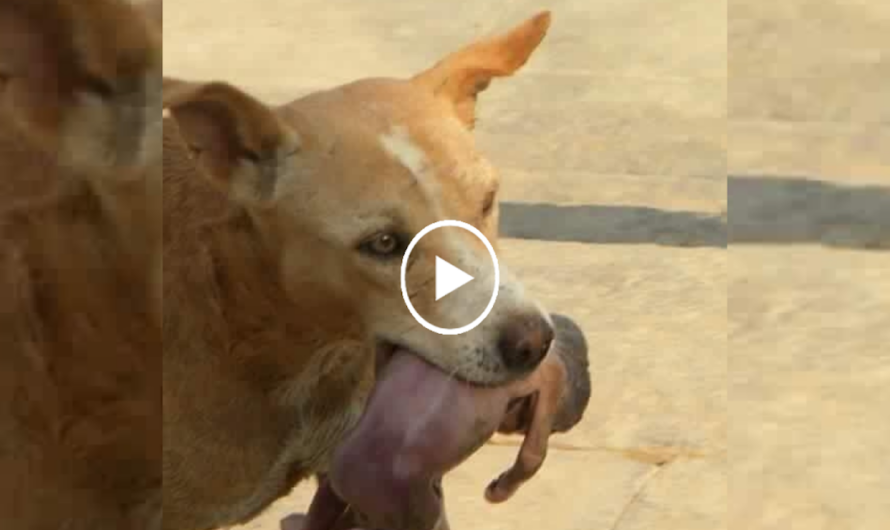 Millions Touched Worldwide by Heroic Dog Rescuing Newborn Baby Abandoned in Landfill