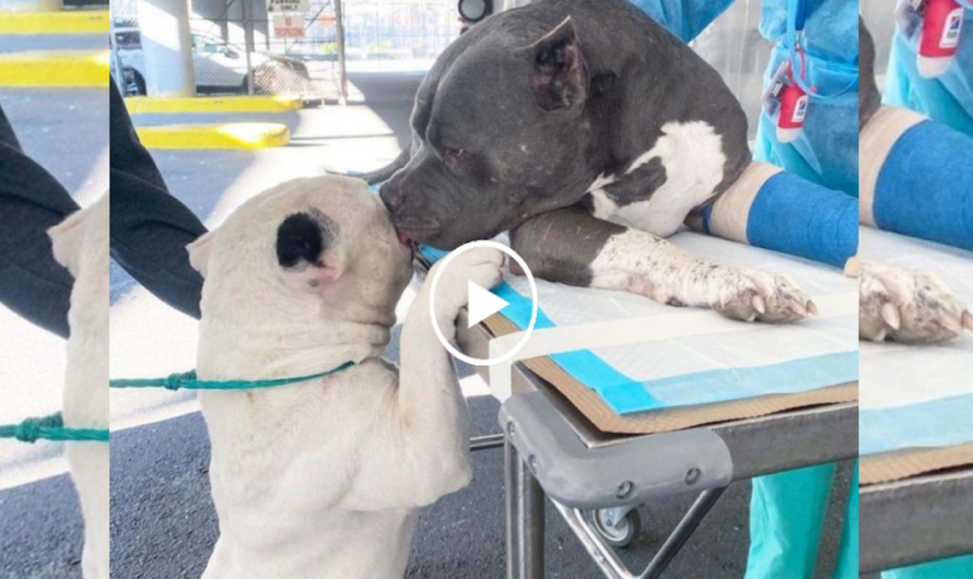 In the Absence of Their Owner: Two Poor Dogs Find Comfort in Each Other After a Timely Rescue.