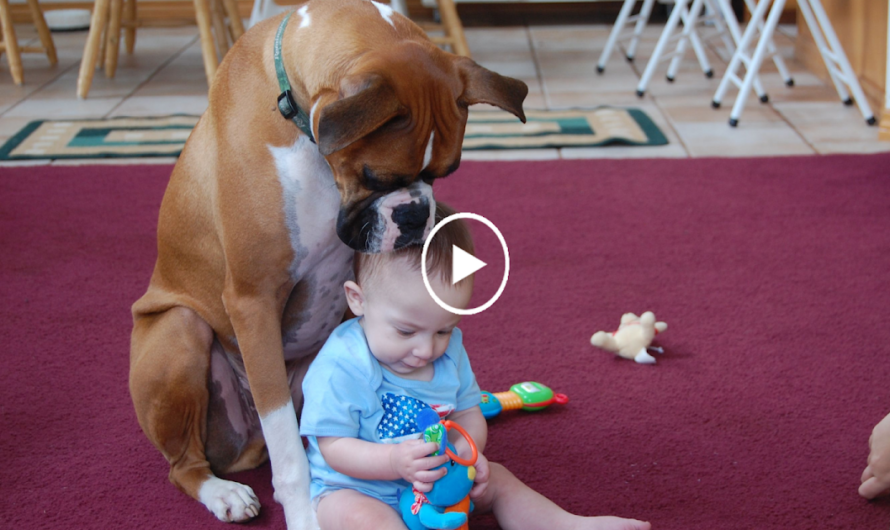 The dog’s devotion to the child while the parents are away from home fosters the love for the pet.