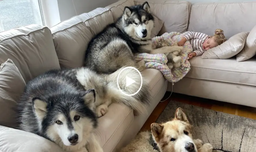 Heartwarming Story: Baby Girl’s Peaceful Slumber Requires the Presence of Her Beloved Dogs