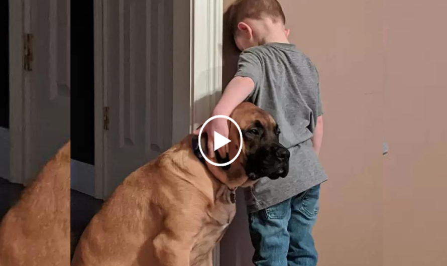 The dog participated in the punishment with the 3-year-old when he made the sweetest viral mistake.