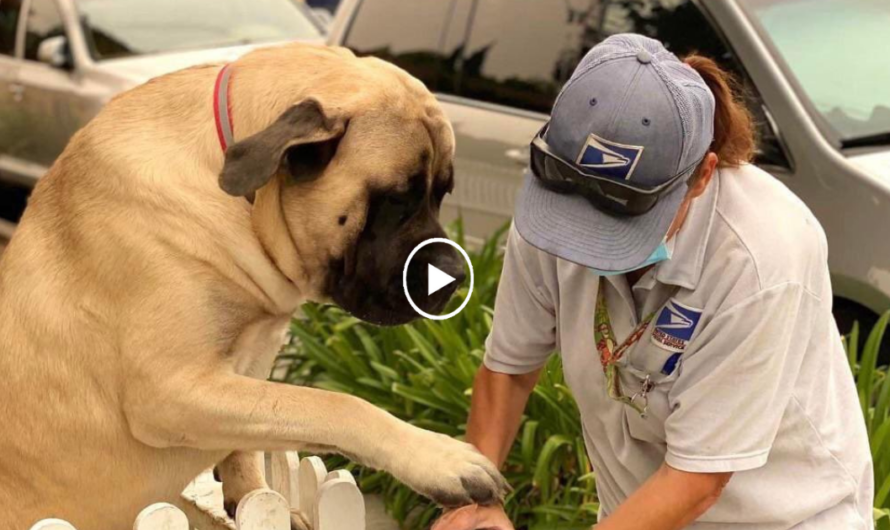 Melting hearts everywhere, a heartwarming friendship blossoms as a 180-pound dog eagerly awaits daily hugs from its beloved postman, spreading joy and warmth.