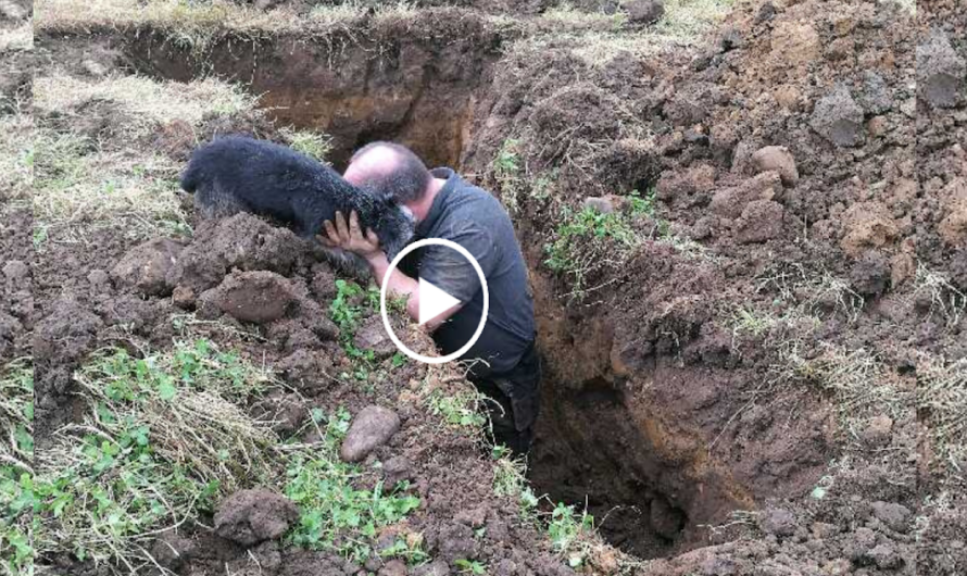 The moment the rescue team bravely fought against time to free the poor dog trapped in the underground bunker made everyone unable to control their emotions.