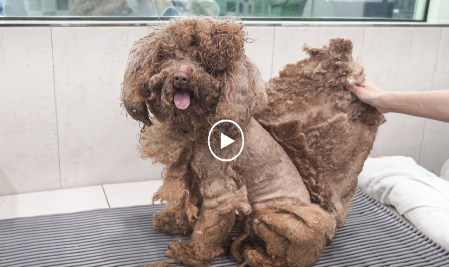 Left alone with a heavy coat and body, a dog’s transformation journey unfolds as he receives help, a tale of rescue and beauty emerging from neglect.