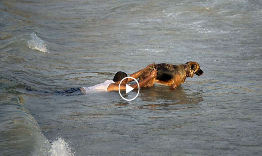 The brave and heroic action of the dog did not hesitate to jump into the water to save the boy who was about to sink, leaving a deep and moving impression on everyone.