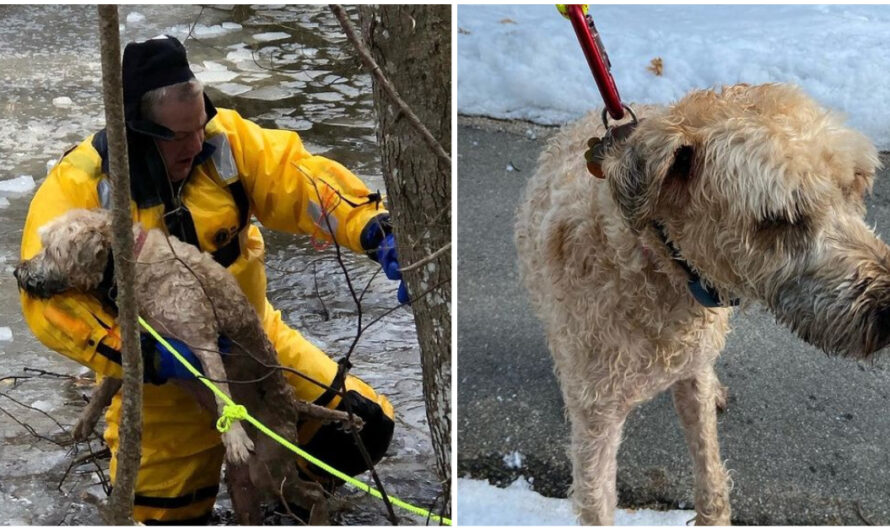 Firefighters come to the rescue of dog who fell through ice