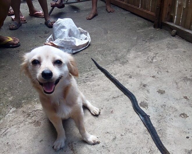 “The dog bravely fought to bite the cobra and save its owner from danger, before bowing to the sacrifice, leaving everyone touched and couldn’t hold back tears.”