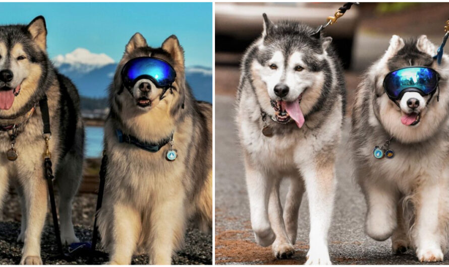 Husky was sad after going blind, but his best friend helps him be happy again