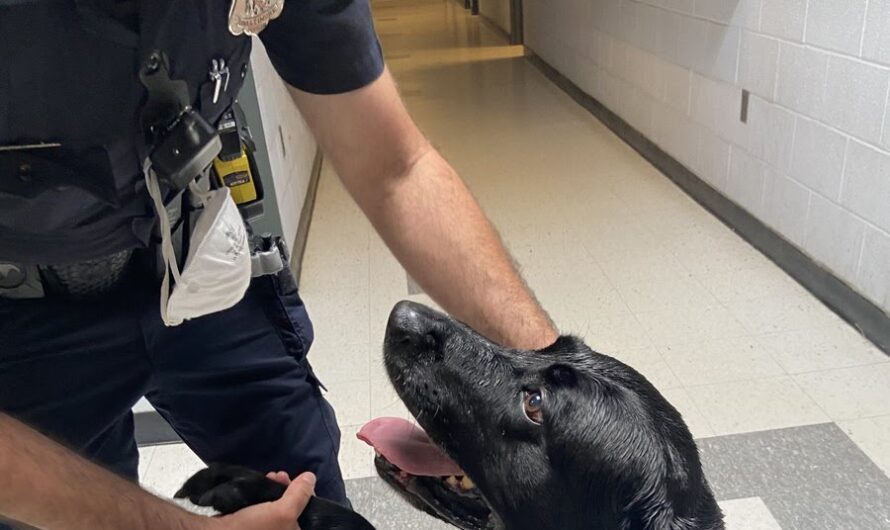 Poor abandoned dog, full of despair, begs a policeman to adopt him. Its lovely gestures make the police unable to refuse.