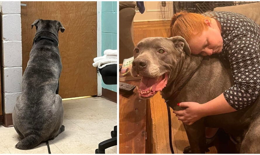 Senior dog cries as owner has to surrender him to shelter — now he’s looking for a new forever home