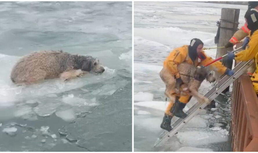 Police and firefighters come to the rescue of labradoodle trapped on floating ice in river