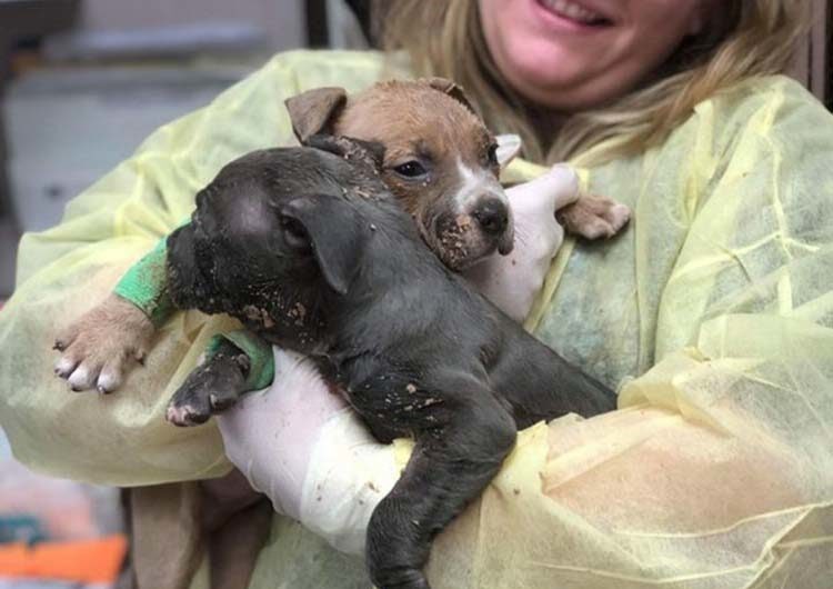 “The kind-hearted lady who rescued two helpless, three-week-old abandoned puppies fills everyone’s hearts with warmth.