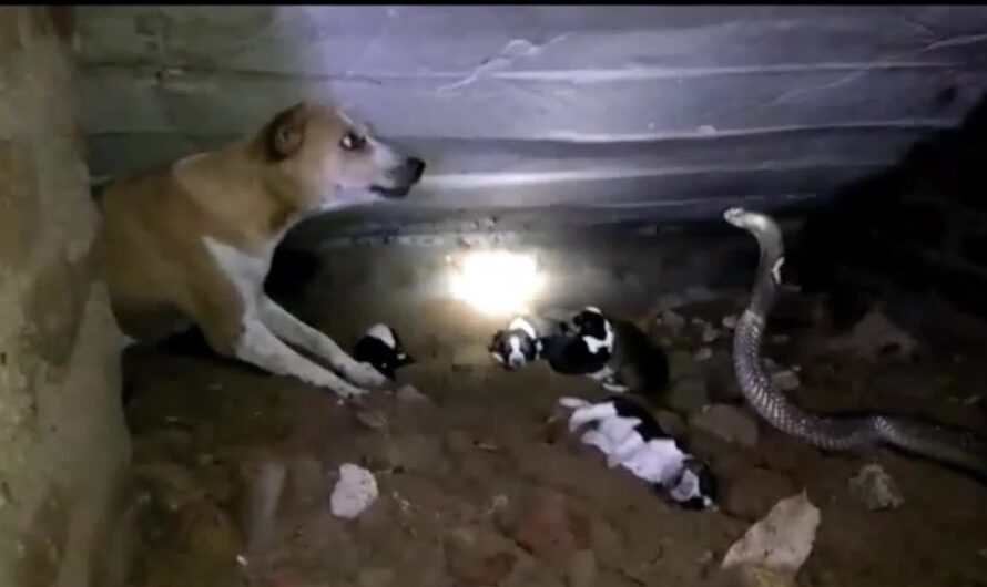 A dangerous face-to-face encounter between a brave dog and an egg-laying snake