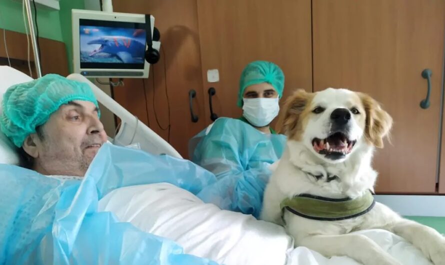 He had been hospitalized for a year and finally they let him see his dog again: he wanted nothing else