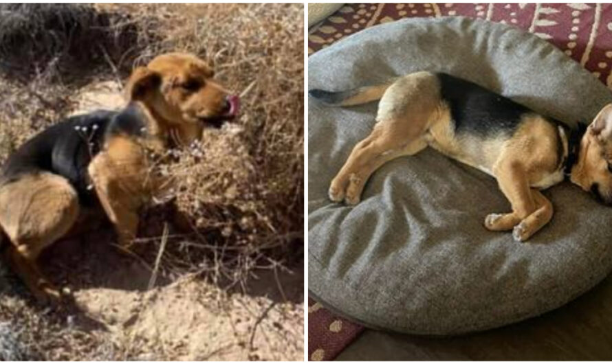 Family On Road Trip Rescues Dog Abandoned In Desert – Takes Him In And Gives Him A Foster Home