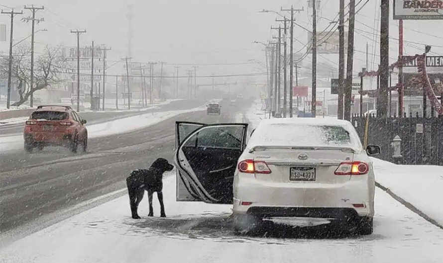 Abandoned Dog Desperately Chases Car on Highway, Pleading for Help