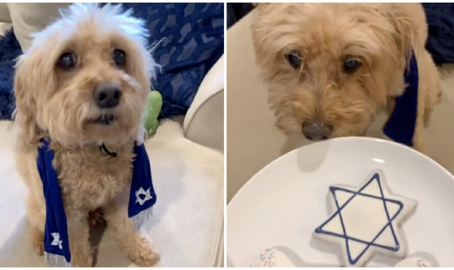 Senior Dog Celebrates His 13th Birthday With A ‘Bark Mitzvah’