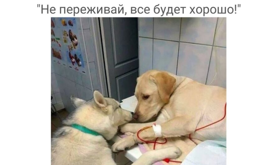 The sweet sharing of a furry friend: the dog comforts and encourages his mate while being treated in the veterinary hospital