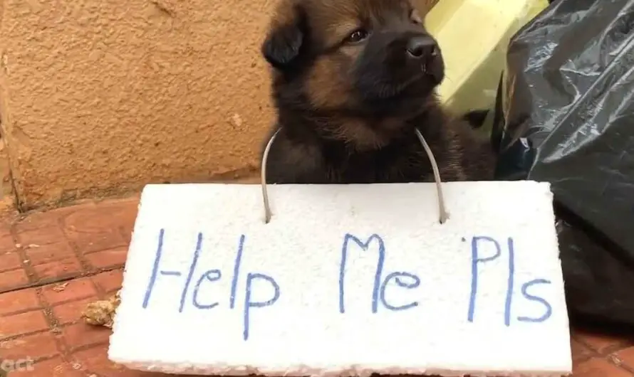 Adorable abandoned puppy with a sign on his body is helplessly begging for human help when almost no one cares about it