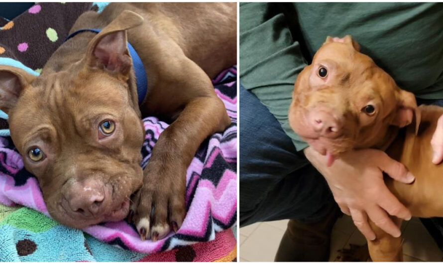 Puppy Who Had Teeth Pulled Out By Former Owner Is Now ‘Living His Best Life’ In Foster Home