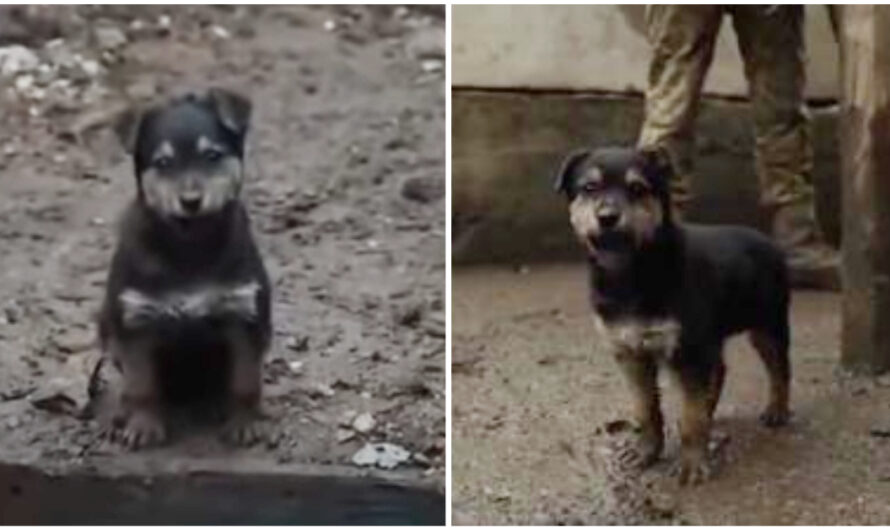 Ukrainian Soldiers Find Stray Puppy In The Freezing Cold, Adopt Him As Their ‘Protector’