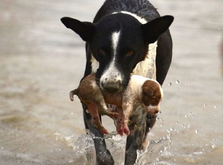 This dog showed great bravery in rescuing the puppy swept away by the current.