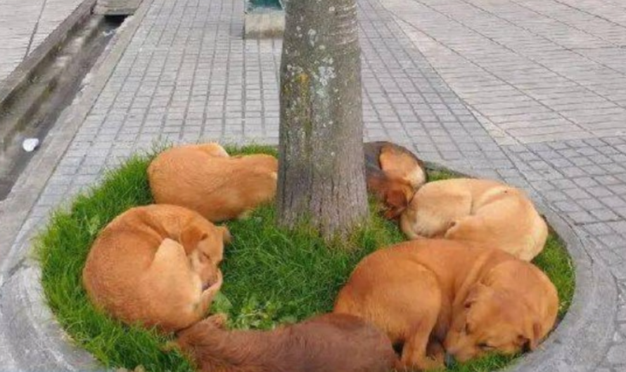 Heartwarming scene: In the chilly winter street, a group of destitute, abandoned dogs huddles together under a tree, seeking warmth, and their plight touches the hearts of passersby.