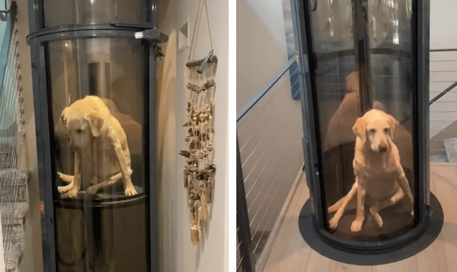 A family constructs an elevator for their puppy, unable to ascend the stairs