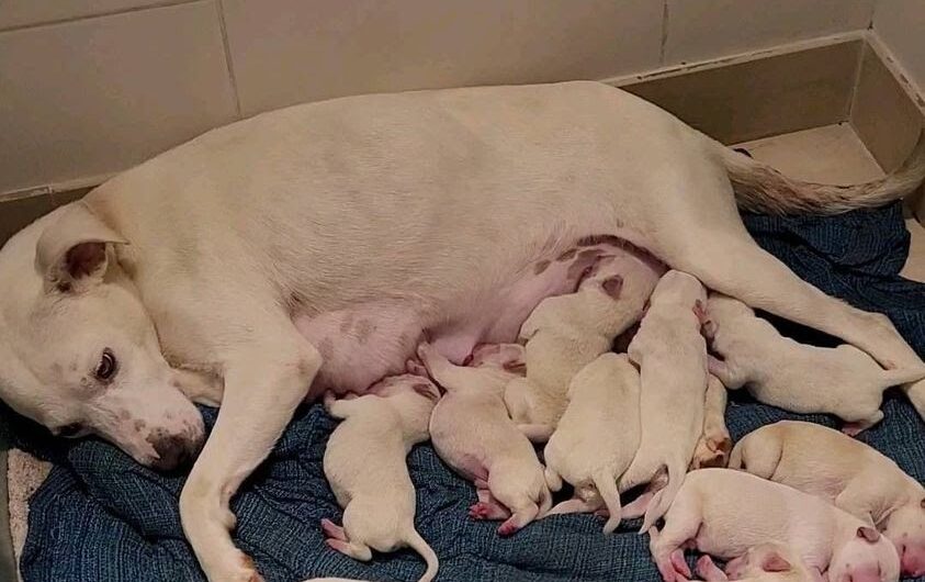 A pregnant mother dog, abandoned at our gate 9 weeks pregnant, has given birth to 14 adorable little puppies!