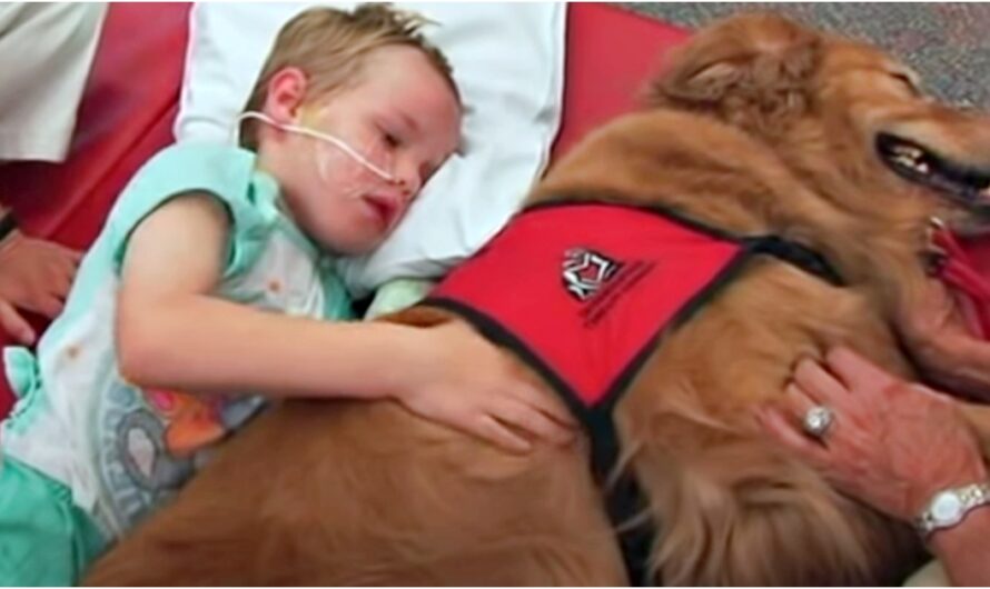 Boy With Brain Injury Won’t Wake Up, Family Says Goodbye As Dog Lay On Top Of Him