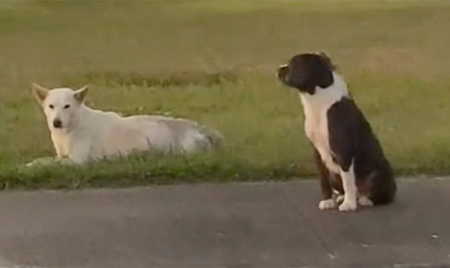 Loyal Stray Dog Protects His Injured Best Friend After She Was Hit By A Car