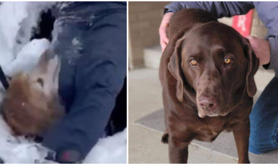 Dog Stuck In Sinkhole Nearly 24 Hours Rescued By Firefighters & Hero Labrador