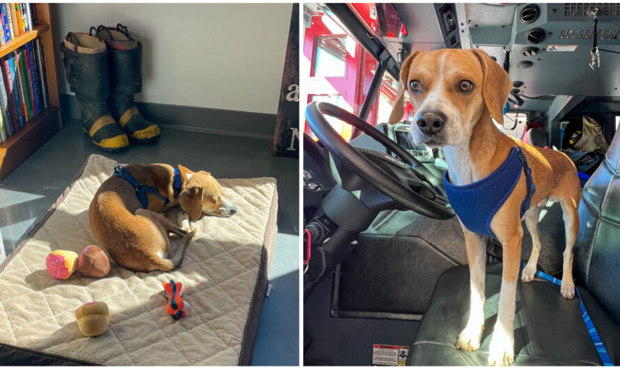 Firefighters Adopt Stray Dog Who Wandered Into Their Station